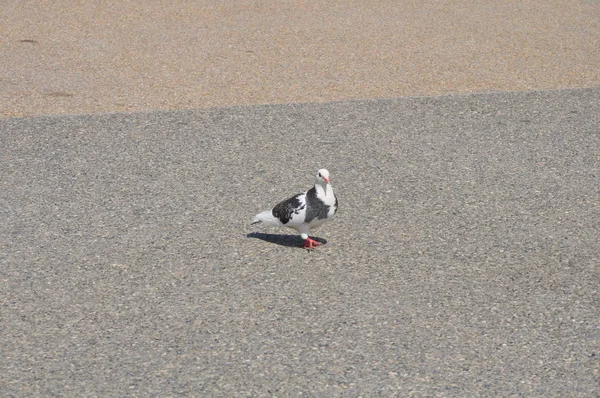 Beau Pigeon Oiseau Dans Environnement — Photo