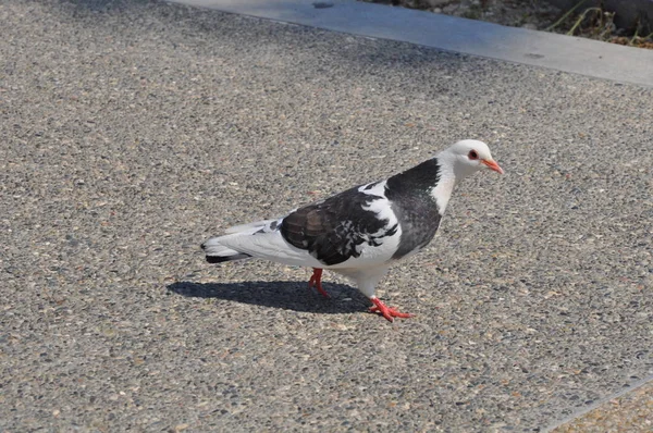 Çevredeki güzel kuş güvercini