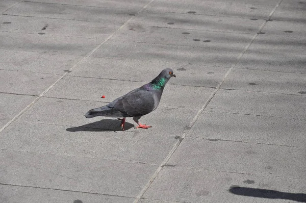 Bellissimo Piccione Uccello Nell Ambiente — Foto Stock