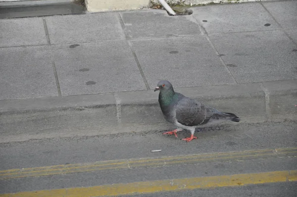 Bellissimo Piccione Uccello Nell Ambiente — Foto Stock