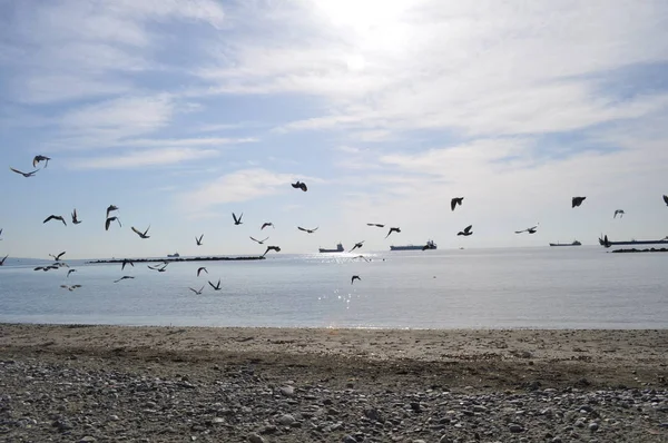 Beau Pigeon Oiseau Dans Environnement — Photo