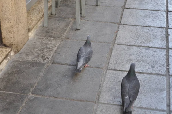 環境中の美しい鳥の鳩 — ストック写真