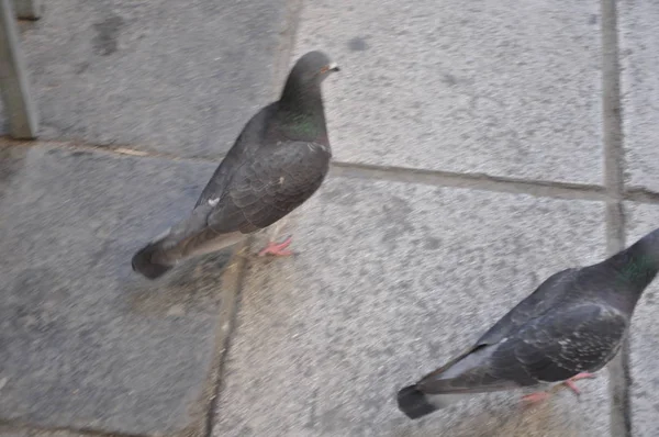 Die Schöne Vogeltaube Der Umgebung — Stockfoto