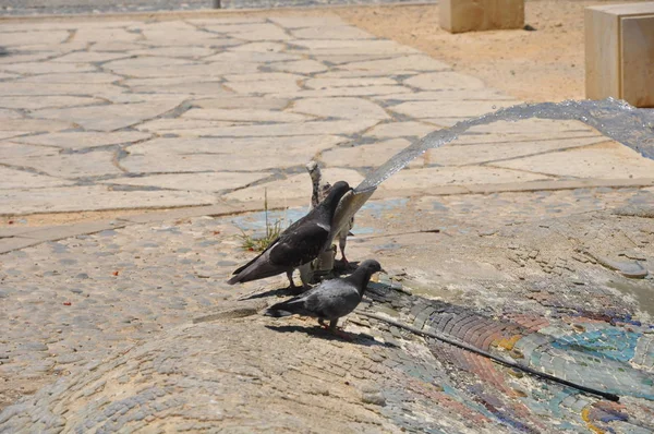 Mooie Vogel Duif Omgeving — Stockfoto