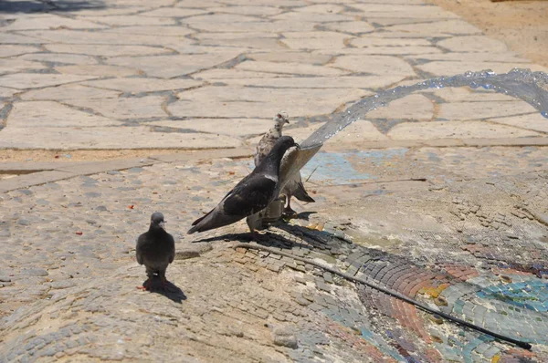 Mooie Vogel Duif Omgeving — Stockfoto