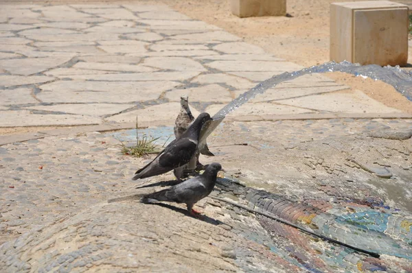 Beau Pigeon Oiseau Dans Environnement — Photo