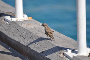 Çevredeki güzel kuş serçesi