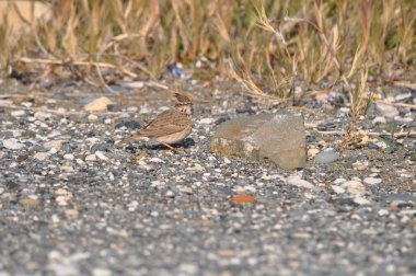Çevredeki güzel kuş serçesi
