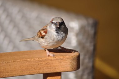 Çevredeki güzel kuş serçesi