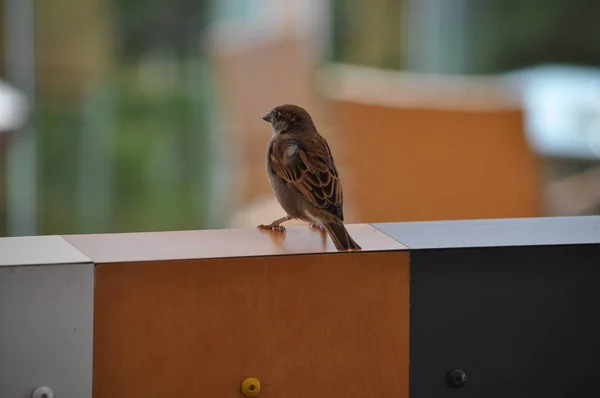 Beau Moineau Des Oiseaux Dans Environnement — Photo