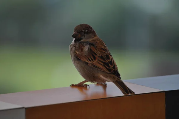 Beautiful Bird Sparrow Environment — Stock Photo, Image