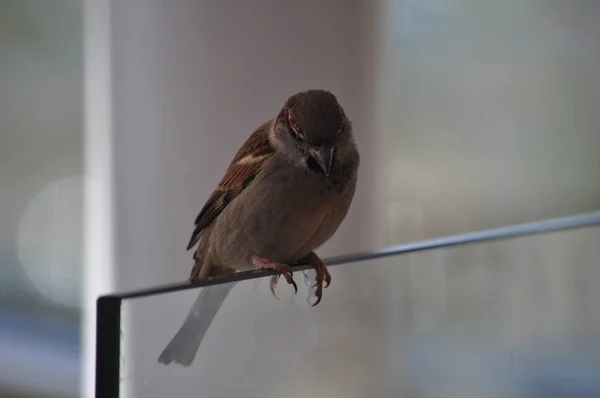 Der Schöne Vogel Sperling Der Umgebung — Stockfoto