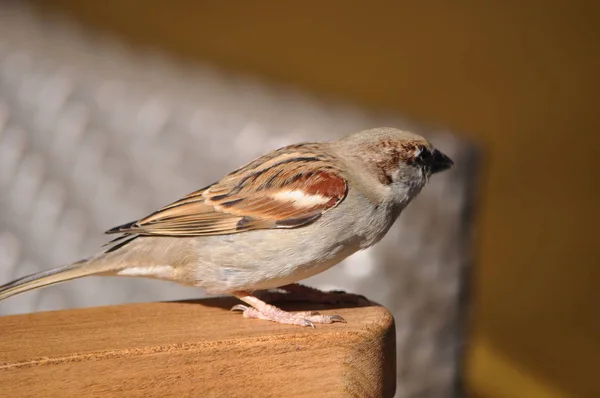 Beau Moineau Des Oiseaux Dans Environnement — Photo