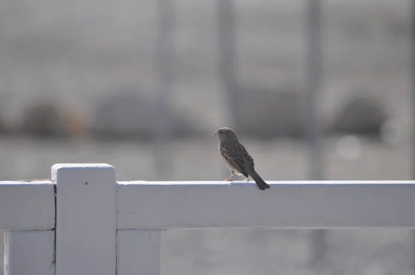 Beautiful Bird Sparrow Environment — Stock Photo, Image