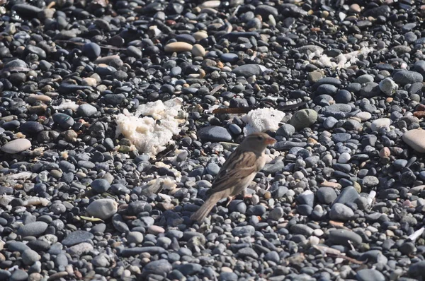 Beau Moineau Des Oiseaux Dans Environnement — Photo