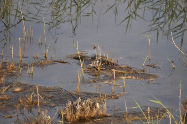 Doğal ortamda güzel kuş beyaz wagtail (Motacilla alba)