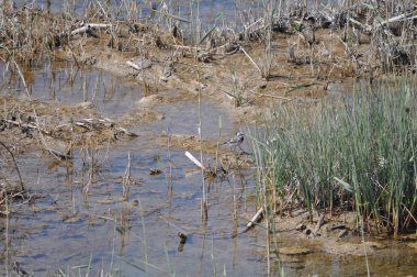 Doğal ortamda güzel kuş beyaz wagtail (Motacilla alba)