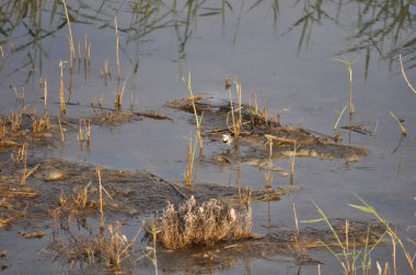 Doğal ortamda güzel kuş beyaz wagtail (Motacilla alba)