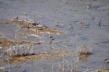 Doğal ortamda güzel kuş beyaz wagtail (Motacilla alba)