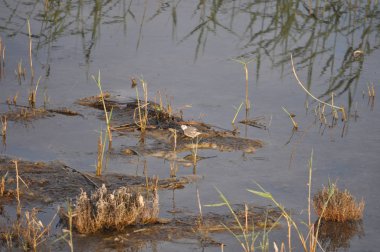 Doğal ortamda güzel kuş beyaz wagtail (Motacilla alba)