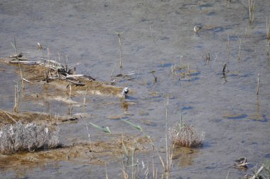 Doğal ortamda güzel kuş beyaz wagtail (Motacilla alba)