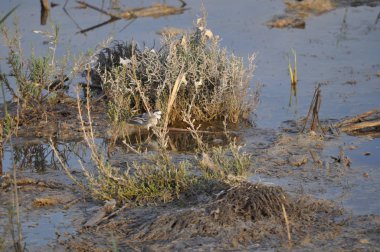 Doğal ortamda güzel kuş beyaz wagtail (Motacilla alba)