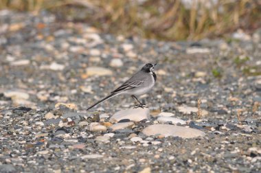 Doğal ortamda güzel kuş beyaz wagtail (Motacilla alba)