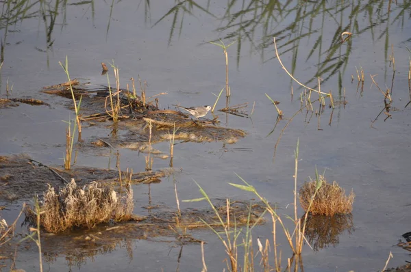 Prachtige Vogel Witte Kwikstaart Motacilla Alba Natuurlijke Omgeving — Stockfoto