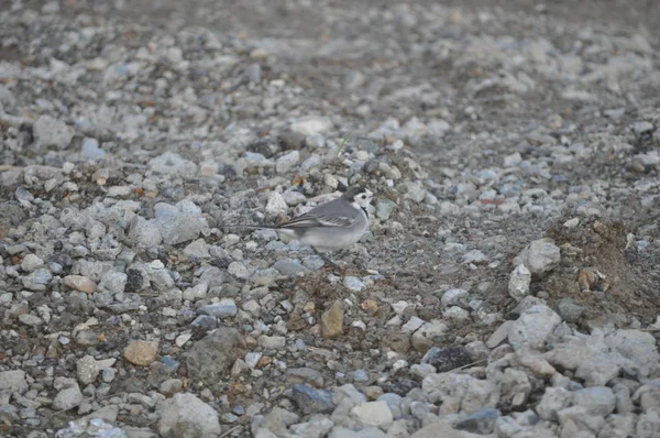 Belle Queue Aigle Blanche Motacilla Alba Dans Environnement Naturel — Photo