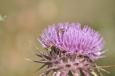 Doğal ortamda güzel böcek arı