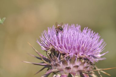 Doğal ortamda güzel böcek arı