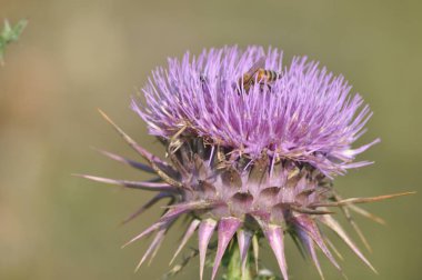 Doğal ortamda güzel böcek arı