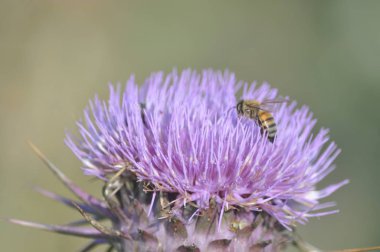 Doğal ortamda güzel böcek arı
