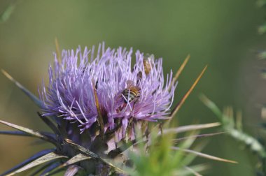 Doğal ortamda güzel böcek arı