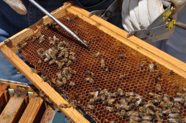 Doğal ortamda güzel böcek arı