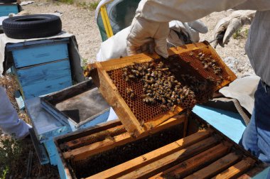 Doğal ortamda güzel böcek arı