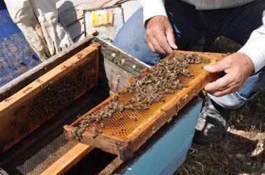 Doğal ortamda güzel böcek arı