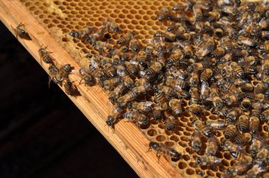 Doğal ortamda güzel böcek arı