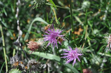 Doğal ortamda güzel böcek arı