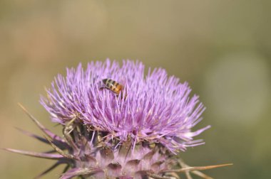 Doğal ortamda güzel böcek arı