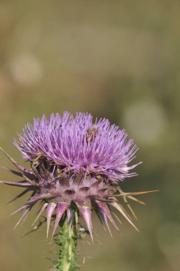 Doğal ortamda güzel böcek arı