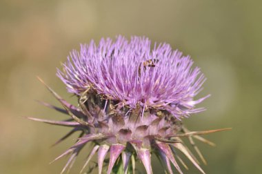 Doğal ortamda güzel böcek arı