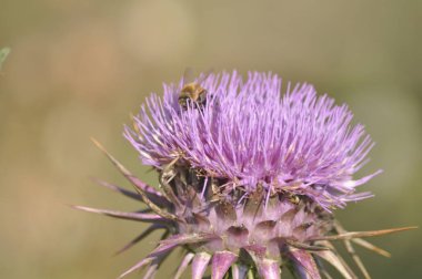 Doğal ortamda güzel böcek arı
