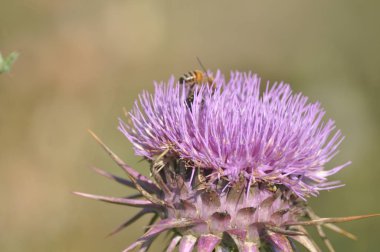 Doğal ortamda güzel böcek arı