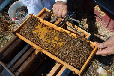 Doğal ortamda güzel böcek arı