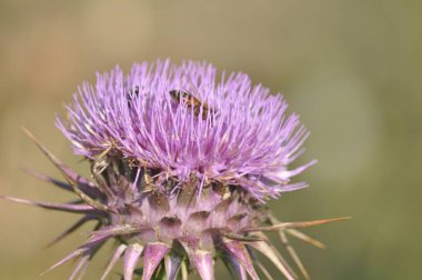 Doğal ortamda güzel böcek arı