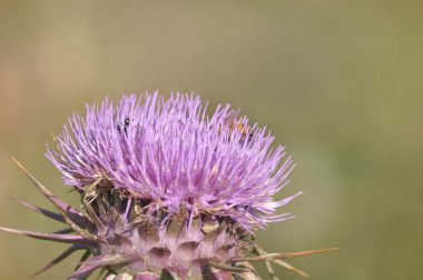 Doğal ortamda güzel böcek arı