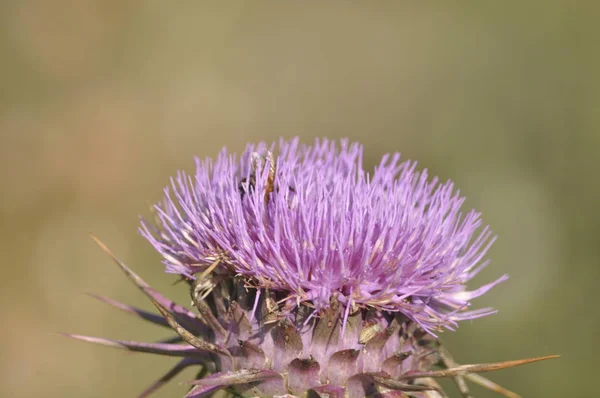 Den Vackra Insekt Bee Den Naturliga Miljön — Stockfoto