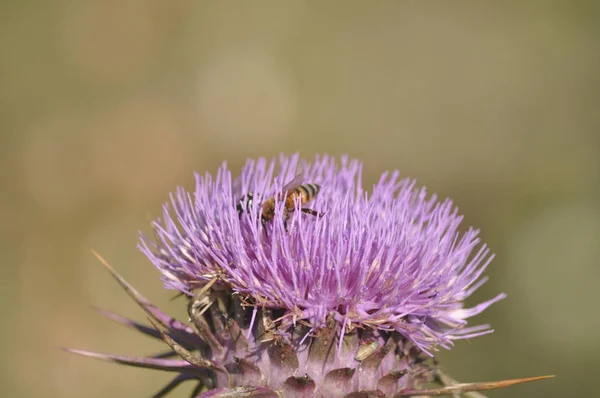 The beautiful insect bee in the natural environment