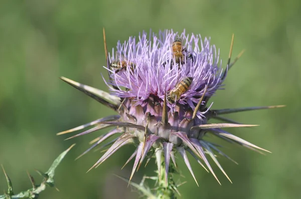 Όμορφη Μέλισσα Των Εντόμων Στο Φυσικό Περιβάλλον — Φωτογραφία Αρχείου